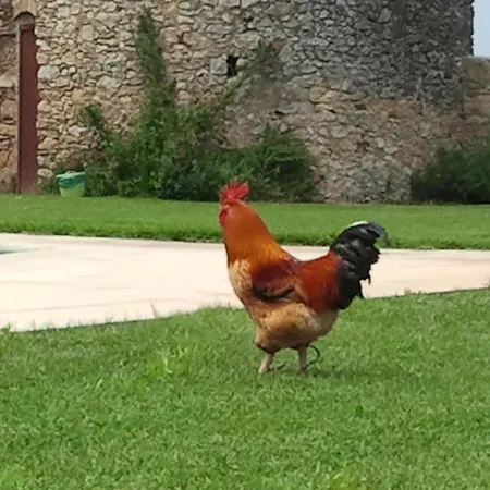 Отель Mas Rabiol -emporda-only Adults-eco Ператальяда