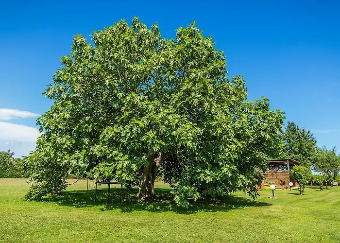 Отель Mas Rabiol -emporda-only Adults-eco 3*